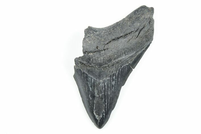 Partial, Fossil Megalodon Tooth - South Carolina #170606